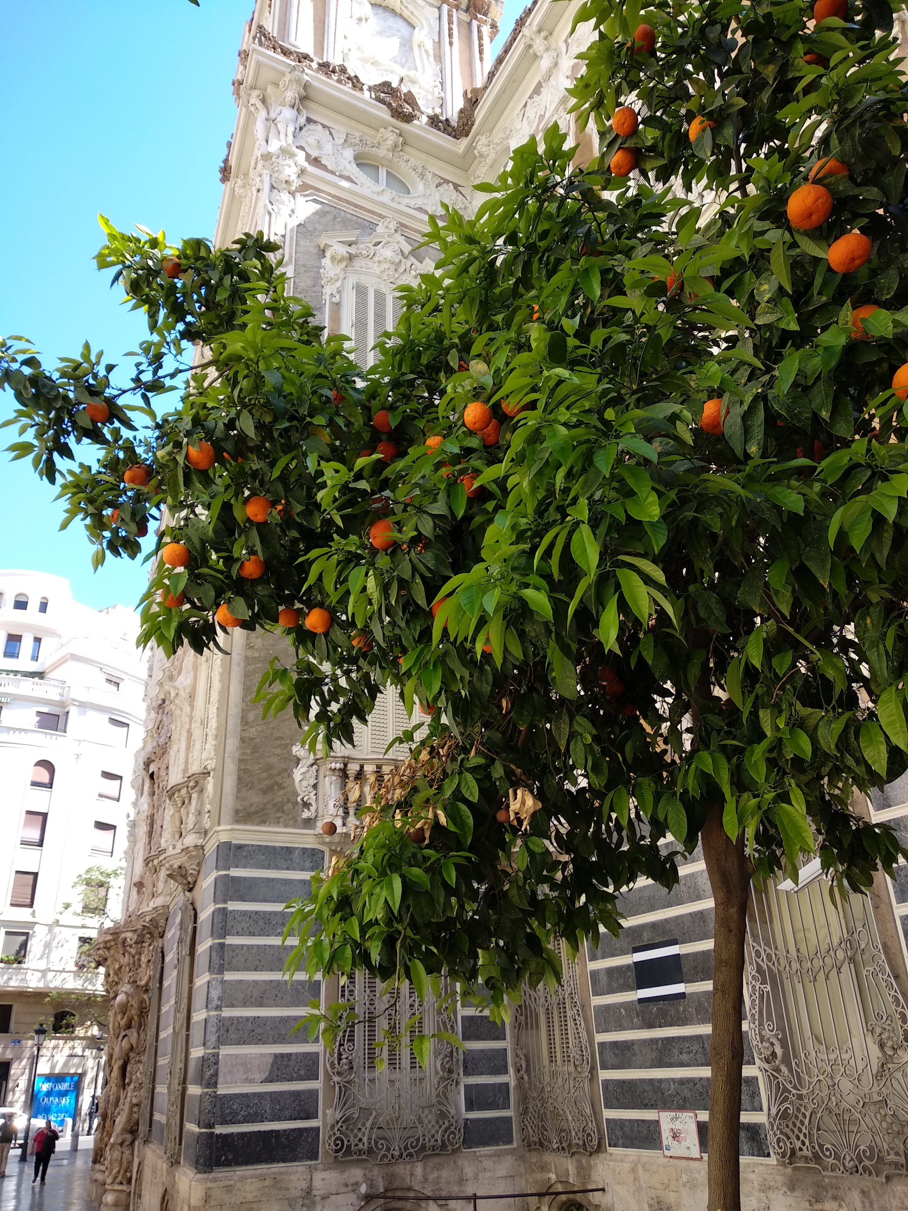 Drzewa pomarańczowe na ulicy
